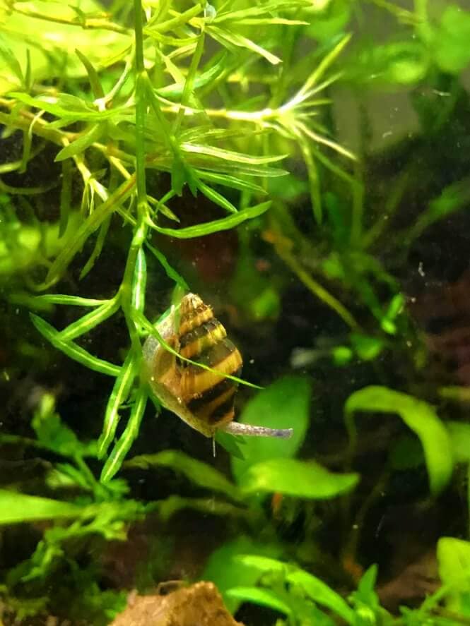 An Assassin snail on an aquarium plant