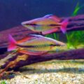 Two Banded Rainbowfish with extremely vibrant color