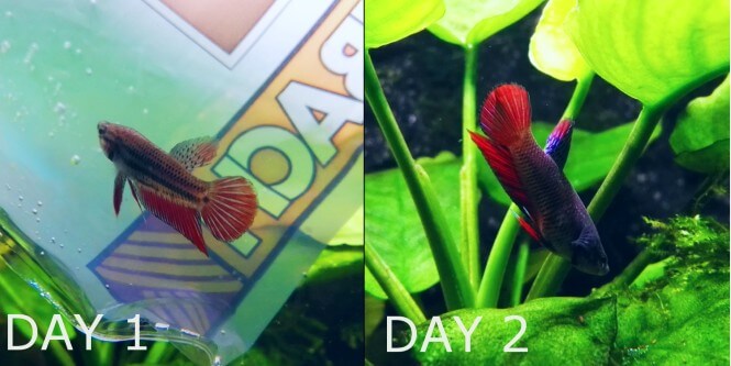Before and after color enhancement in Betta Fish