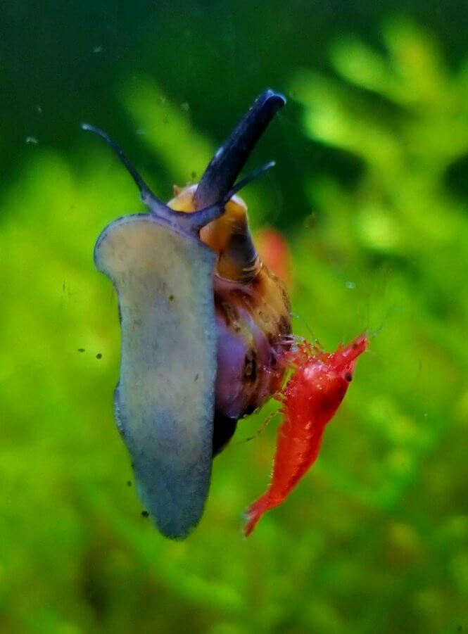 Assassin Snail and a Red Cherry Shrimp