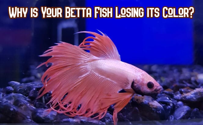 Why Is My Betta Fish Progressively Losing Its Color Aquanswers