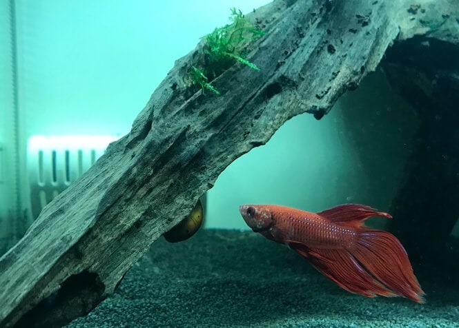 A hungry Betta inspects an aquatic snail on a driftwood