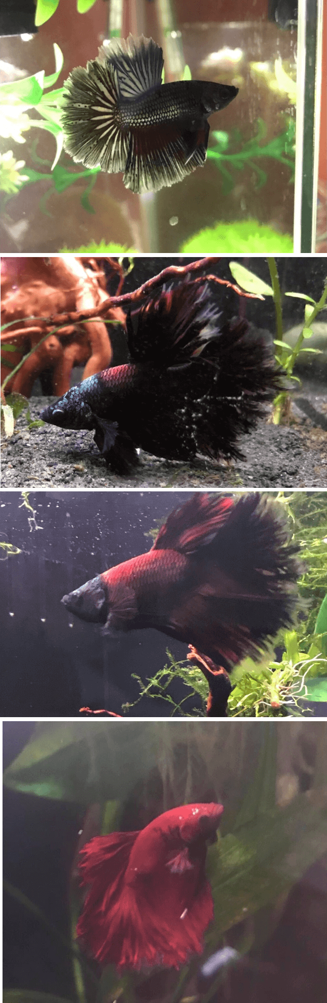 before and after a black Marble Betta dramatically changes its whole body color to red
