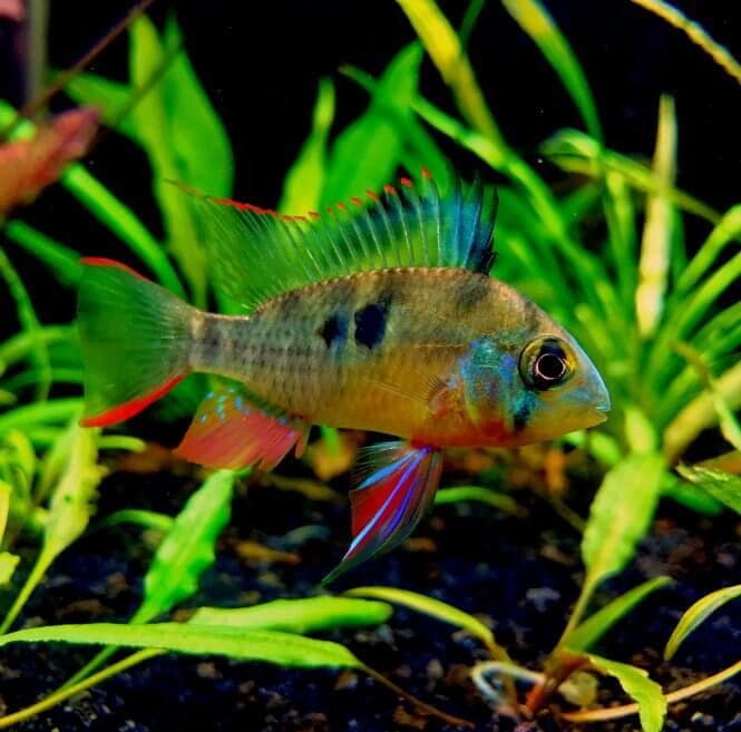 A colorful Bolivian Ram Cichlid in a planted fish tank