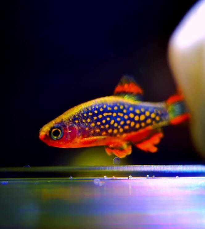 A Celestial Pearl Danio with vivid color patters