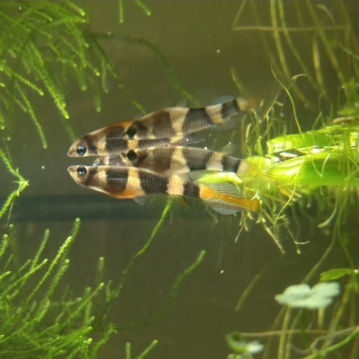 A pair of cute Clown Killifish swimming beneath the water’s surface in a planted tank
