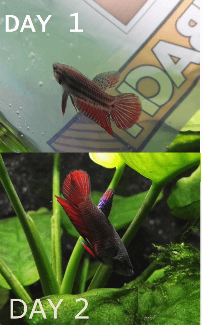 Colors of a Betta brighten after a day of eating bloodworms
