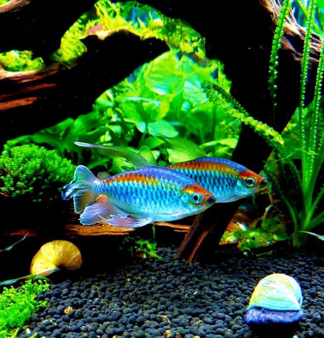 Two beautifully colored Congo Tetra fish swimming together in a planted aquarium