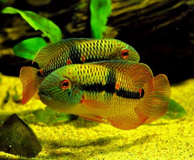 Two vibrantly-colored Diadema Cichlids