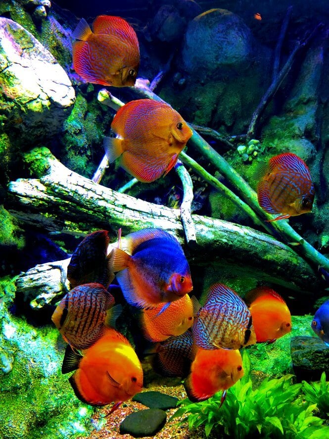 Multiple colorful Discus Fish