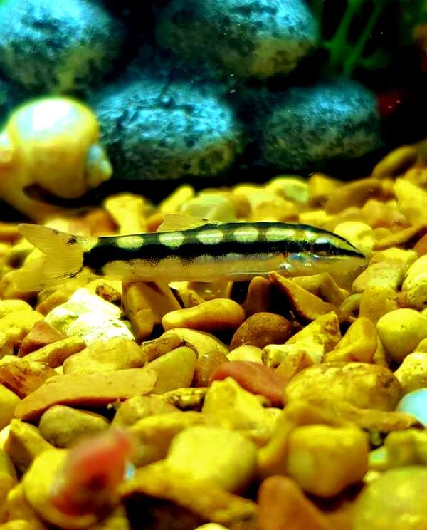 Dwarf Botia resting on the aquarium's substrate