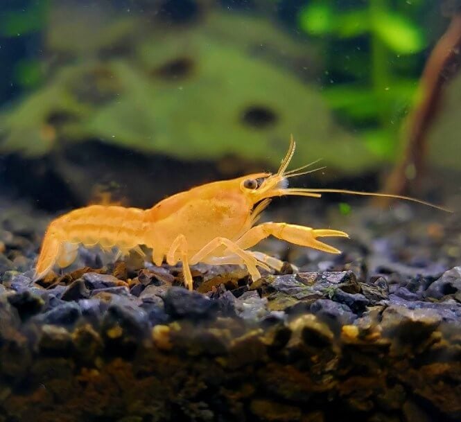 Dwarf Crayfish close-up