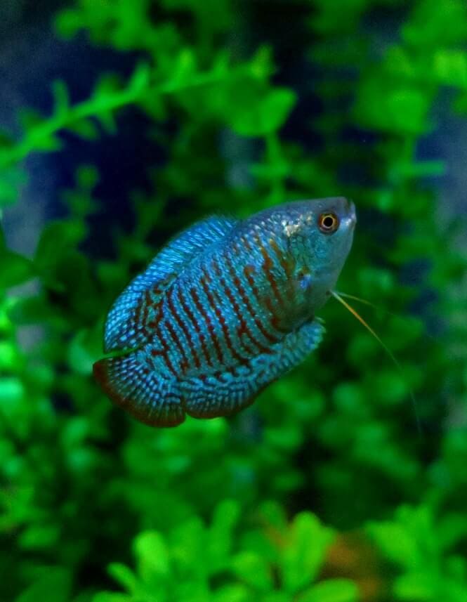 Dwarf Gourami swimming in its planted aquarium