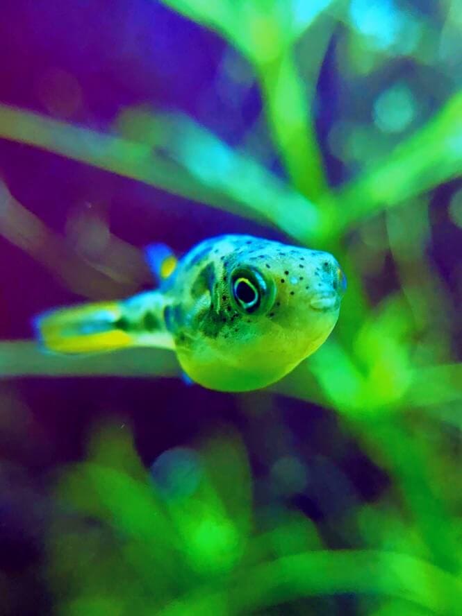 A Dwarf Pufferfish up close