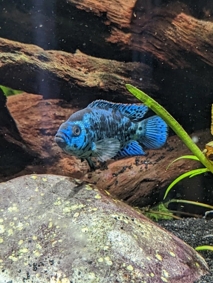 An Electric Blue Jack Dempsey swimming over a rock with some driftwood in the background