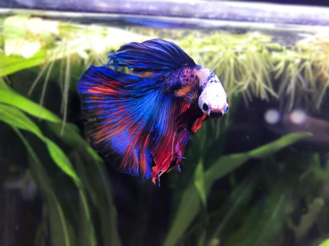 colorful Betta fish