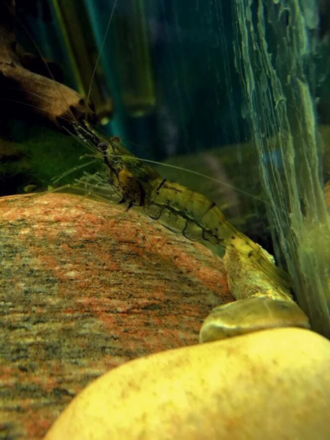 A Ghost Shrimp standing on a rock