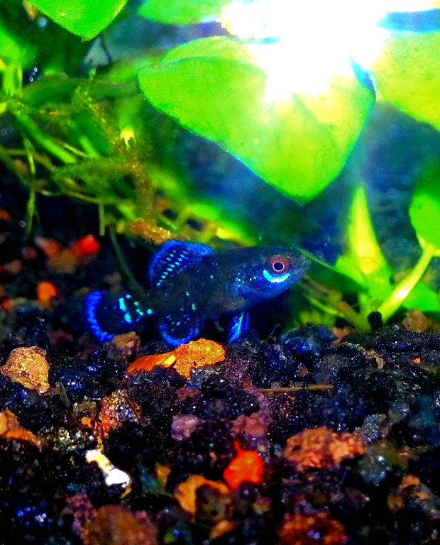 Gulf Coast Pygmy Sunfish