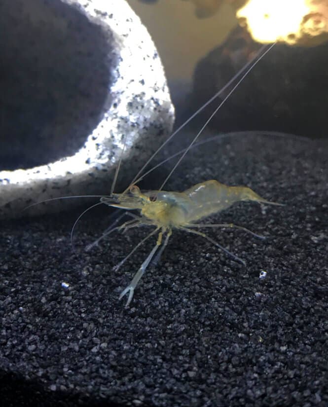 Photo of a juvenile Macrobrachium Lanchesteri on aquarium substrate