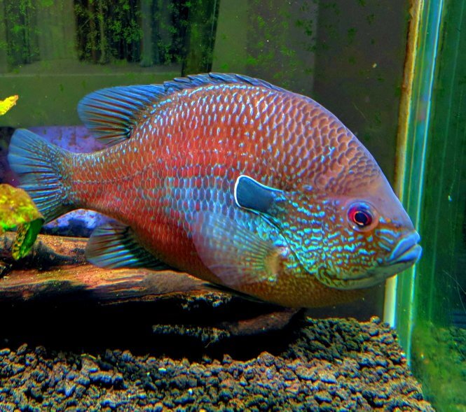 Longear Sunfish in aquarium