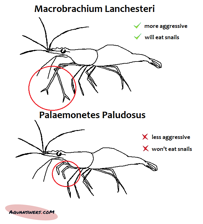 Visual difference between the aggressive snail-eating shrimp Macrobrachium Lanchesteri and its less aggressive counterpart Palaemonetes Paludosus