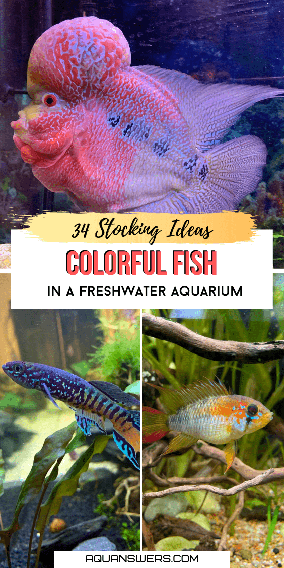 What are ideas for colorful fish in a freshwater aquarium?