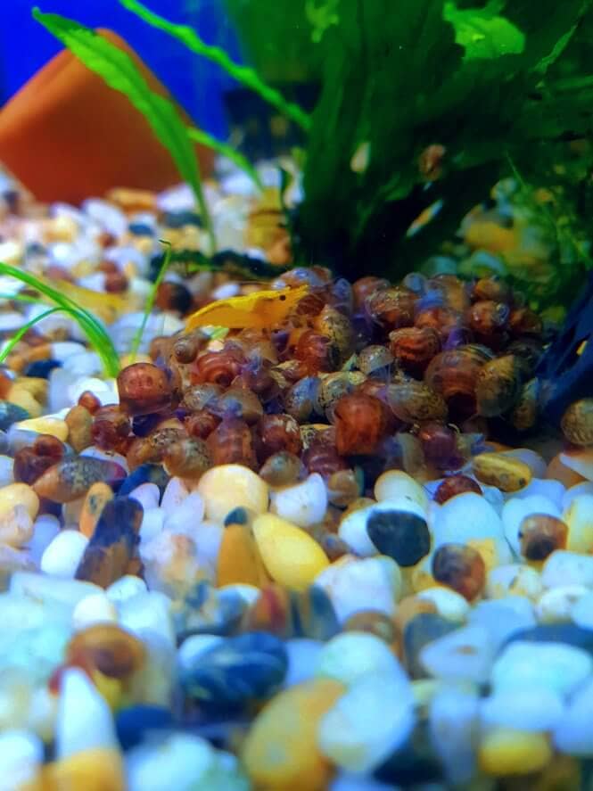 A shrimp standing on a pile of dead aquarium snails