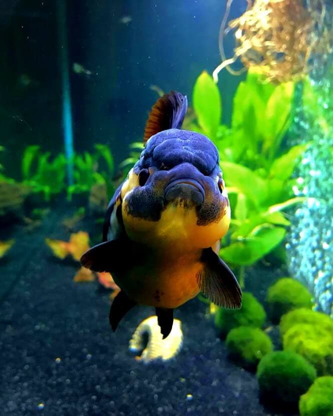 Oranda Goldfish facing the camera
