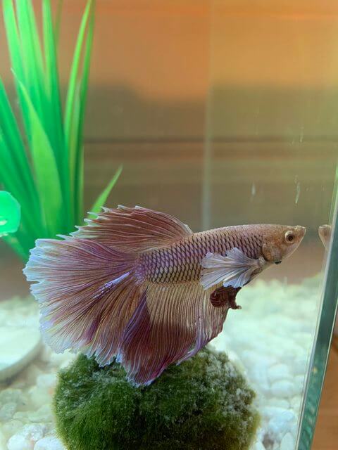 a pale Betta fish swimming