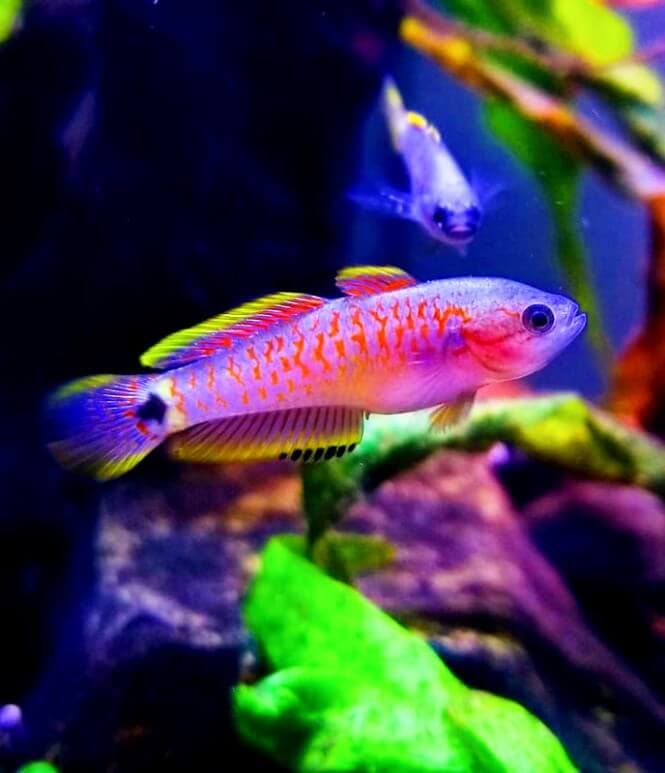 A super colorful Peacock Gudgeon siwmming in its aquarium