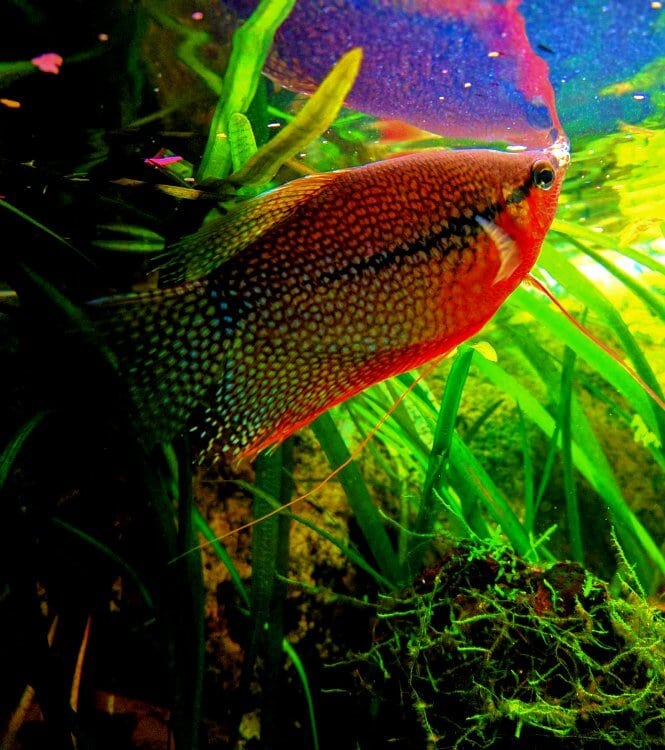 A stunning Pearl Gourami in its planted tank
