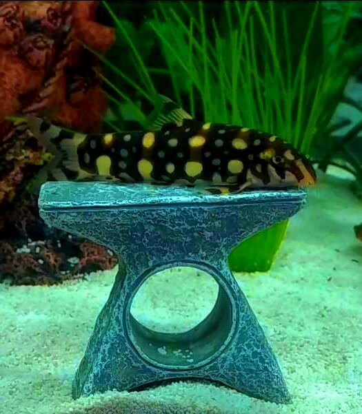 Polka Dot Loach resting on aquarium Decor
