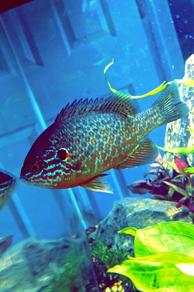 Pumpkinseed Sunfish looking at its reflection in a glass