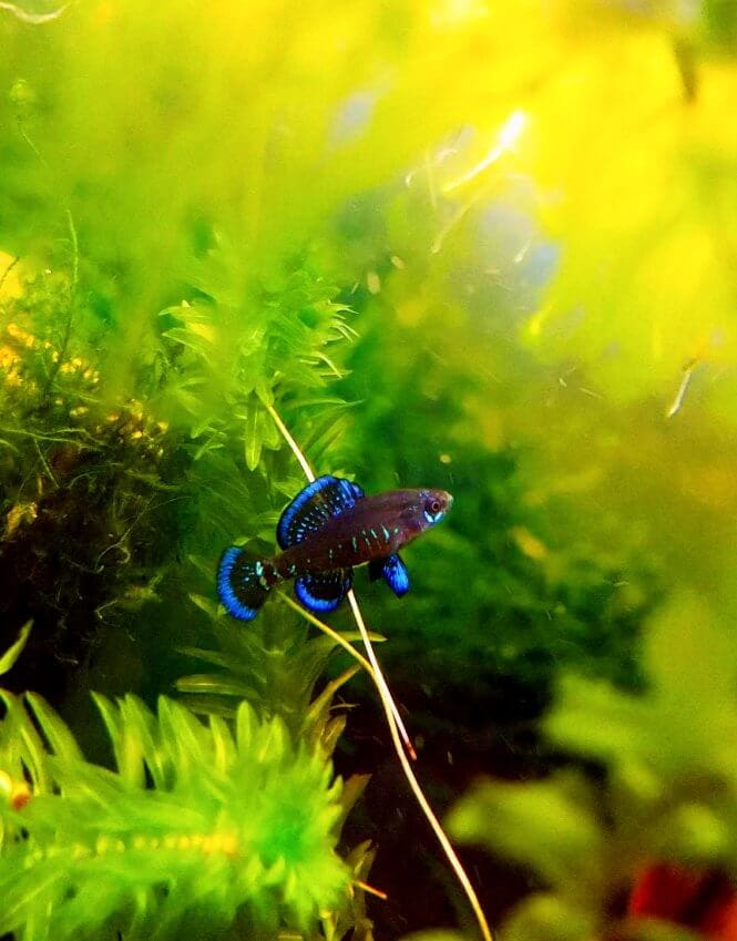 A Pygmy Sunfish swimming across aquarium plants