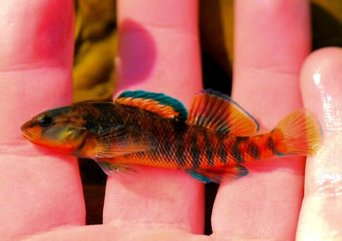 A small Rainbow Darter Fish that's amazingly colorful