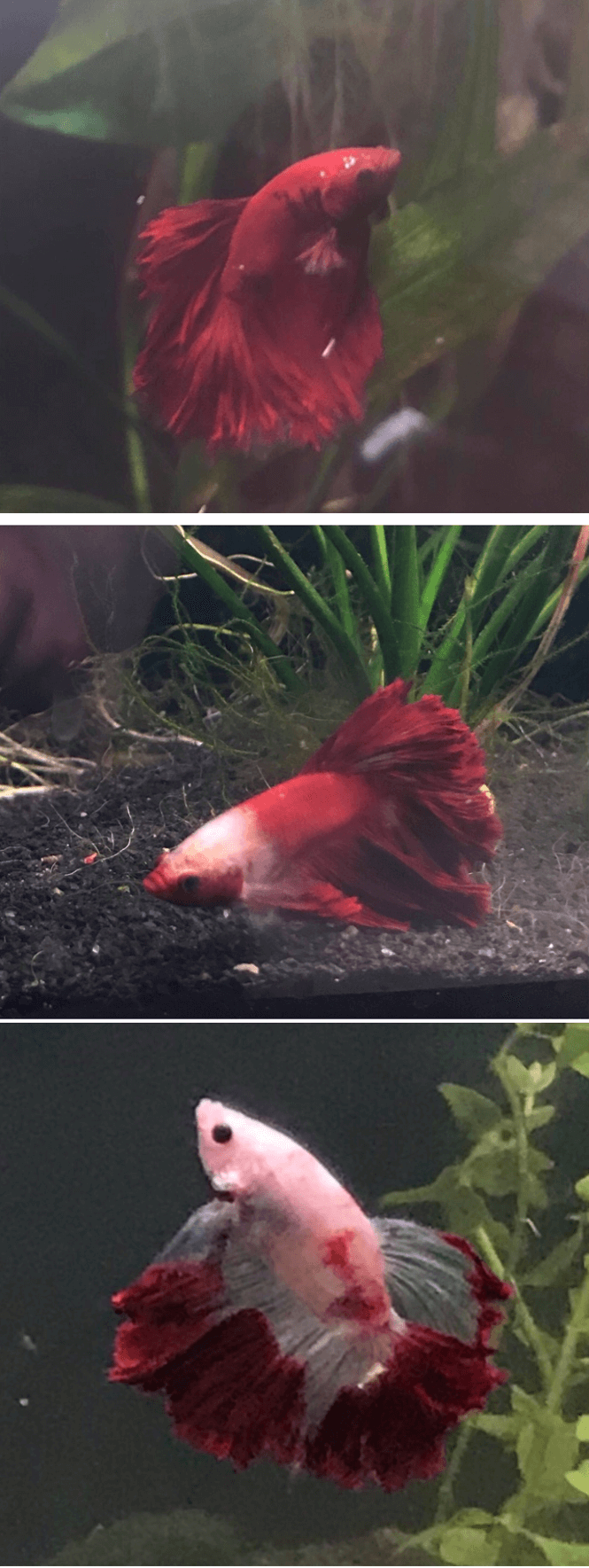 Before and after progression of a Marble Betta turning from red to pale pink and white