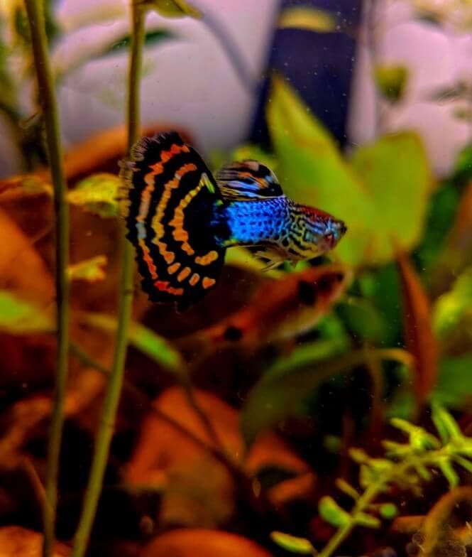Snakeskin Guppy fish with a colorful tail