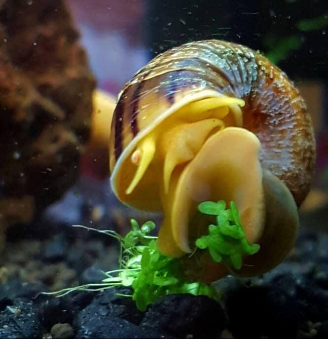 Spixi snail on aquarium glass