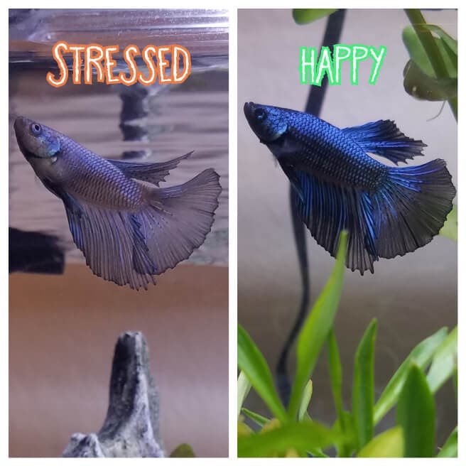 Betta fish becoming pale due to stress