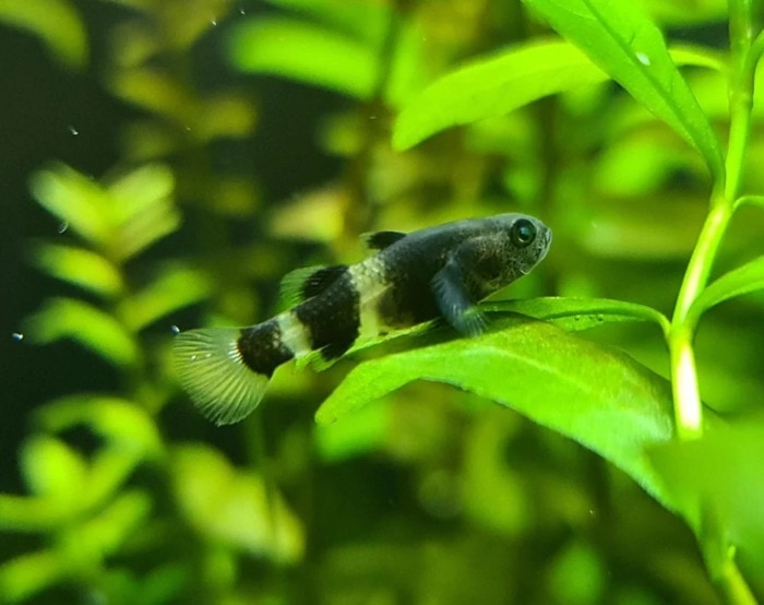 A True Freshwater Bumblebee Goby resting on a green leaf in a planted aquarium