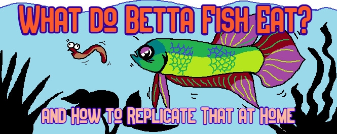 what do betta fish eat?