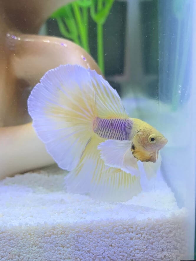 Predominantly white Betta flares its gills