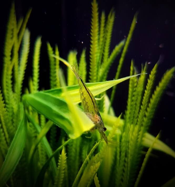 An amano shrimp roaming around plants.