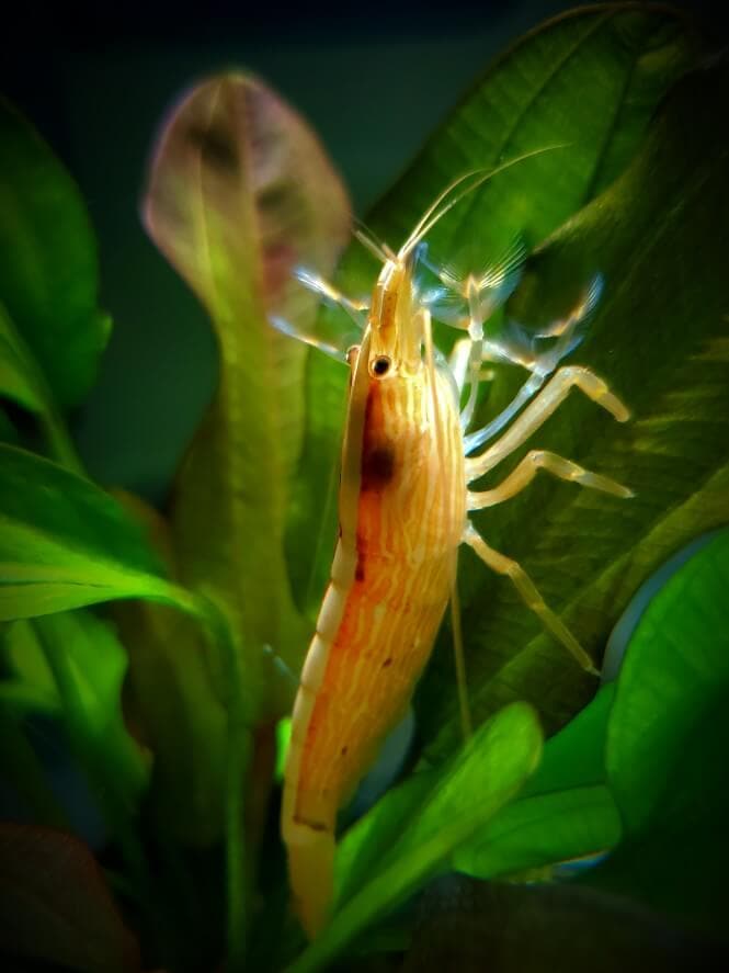 Bamboo shrimp in an aquarium.