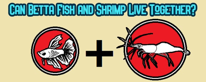 betta fish and shrimp header