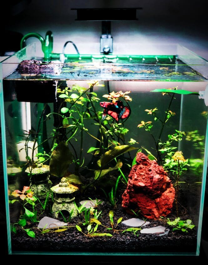 A well-decorated Betta fish tank.