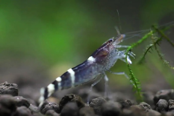 Close-up of a blue bee shrimp cleaning up an aquarium plant