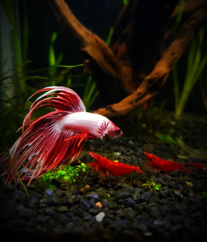 Crown tail betta fish and red cherry in the same tank.