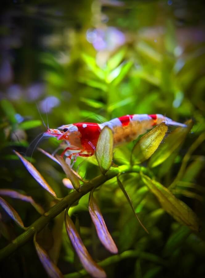 A Brightly-colored Crystal Shrimp.