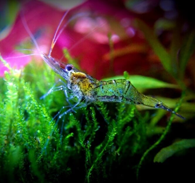 A ghost shrimp in a planted tank.